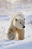 Polar bear Ursus maritimus foraging for grass and berries under the snow
