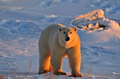 Polar bear Ursus maritimus