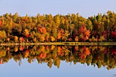 Autumn reflections in beaver pond