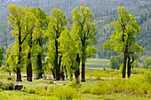 Spring cottonwoods in the Lamar Valley