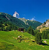Zermatt is a municipality in the district of Visp in the German-speaking section of the canton of Valais in Switzerland It has a population of about 5, 800 inhabitants  The village is situated at the end of Mattertal at an altitude of 1, 620 m 5, 315 ft, 
