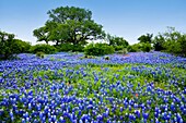A field of bluebonnet wildflowers in a meadow in hill country, Texas, USA