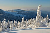 Snow-covered trees, Bavarian Forest National Park, Germany
