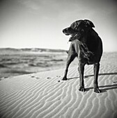 Black Labrador Retreiver dog on Sand Dunes in Early Morning.