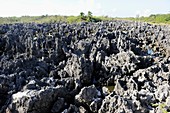 Jagged limestone shore at Hell in Grand Cayman Islands Caribbean