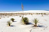 Yucca Plants growing in sand White Sands National Monument New Mexico
