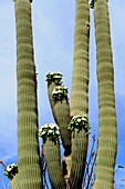 Blooming Saguaro Cactus Downtown Tucson Arizona
