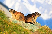 Alpine Marmot, Marmota marmota