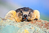 Alpine Marmot, Marmota marmota