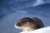 Eurasian Otter Lutra lutra young individual playing and fish feeding over frozen surface of the river in Kajaani, Finland, in winter at minus 37C