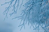 Fog from river stream and humidity condensation instantly freezing due to extreme low temperatures on branches of the nearby trees, Kuhmo, Finland