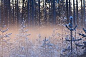 Backlit foggy forest views in the boreal forest near Kuhmo, Finalnd, at sunset in February