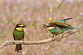 Male of European Beeeater Merops apiaster bringing captured insects to the female perched in the surroundings of the nest in breeding season as invitation for mating, Spain