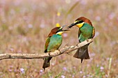 Male of European Beeeater Merops apiaster bringing captured insects to the female perched in the surroundings of the nest in breeding season as invitation for mating, Spain