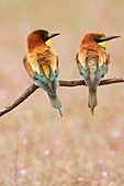 Couple of European Beeeaters Merops apiaster perched in the surroundings of the nest in breeding season, Spain