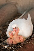 Domestic pigeon Columba livia black-and-white variety nesting with two chicks in urban environment, Spain