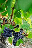 Ripe wine grapes in vineyard Bordeaux vineyard town St Emilion Aquitaine France