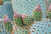 Beavertail Cactus Opuntia basilaris flower buds, Sonoran Desert, Anza-Borrego State Park California