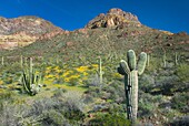 Organ Pipe Cactus National Monument Arizona