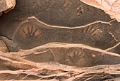 Anasazi handprints on ceiling of ruins, Road Canyon of Grand Gulch Primitive Area, Cedar Mesa Utah