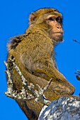 Barbary Macaque. Macaca sylvanus, Gibraltar, UK