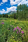 Wildflowers near Gothic near Crested Butte, Colorado USA