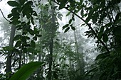 Cloudy forest, Henri Pittier National Park, Venezuela