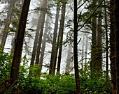 coast, fog, forest, Landscape, Oregon, path, scenic, trail, USA, S19-1190535, AGEFOTOSTOCK