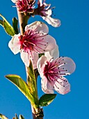 Flor de melocotonero Prunus persica