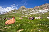 Cows graze and Salvaguardía Tuca Benasque Pyrenees Huesca Aragón Spain