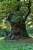 1000 year old Oak Tree, Ivenack, Mecklenburg Switzerland, Mecklenburg-Vorpommern, Germany