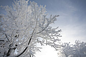 verschneit, Baum, verschneite Bäume, Landschaft, Schnee, Winter, bei Gersfeld, Wasserkuppe, Mittelgebirge Rhön, Hessen, Deutschland