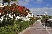 Hotel und rot blühender Baum an der Strandpromenade,  Playa del Duque, Süden, Teneriffa, Kanaren, Spanien