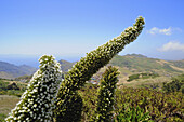Weiß blühender Natternkopf, Aussicht vom Mercedeswald, Anaga Gebirge, Teneriffa, Kanaren, Spanien