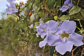 Violet flowers hanging from a wall, Northwest Tenerife, Spain