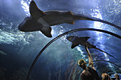Shark over the tunnel of the aquarium at Puerto de la Cruz, Tenerife, Canary Islands, Spain