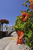 Rote Hibiscus Blüten in einer steilen Gasse in El Pris, Tacoronte, Teneriffa, Kanaren, Spanien