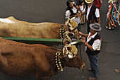 Oxen and women and men in canarian costume, Los Realejos, Romeria, Tenerife, Canary Islands, Spain