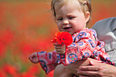 Little Girl Holding A Bunch Of Poppies, Somme (80), Picardy, France