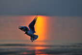 Seagulls On The Beach, Somme (80), Picardy, France