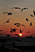 Seagulls At Sunset, Somme (80), Picardy, France