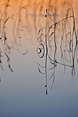 Pond, Somme (80), Picardy, France