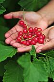 Fresh Currants In A Little Girl's Hand, Somme (80), Picardy, France