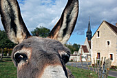 Donkey In Front Of The Church Of Saint Maurice Sur Huisne, Perche, Orne (61), Normandy, France