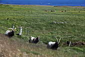 Sheep Near Djupivogur, Fjord In Eastern Iceland, Europe, Iceland