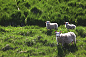 Sheep Near The Fishing Port Of Djupivogur, Fjord In Eastern Iceland, Europe, Iceland