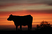 Normandy Cows Against A Sunset Background