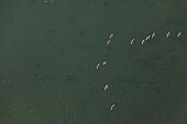 Luftbild, Zugvögel über der Weser, Niedersachsen, Deutschland