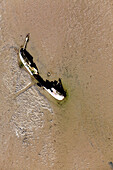 Shipwreck on sandbank, tideland, Wilhelmshaven, Lower Saxony, Germany