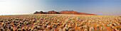 Panorama mit Savannengras und Tirasberge im Hintergrund, Namibwüste, Namib Rand Nature Reserve, Namibia